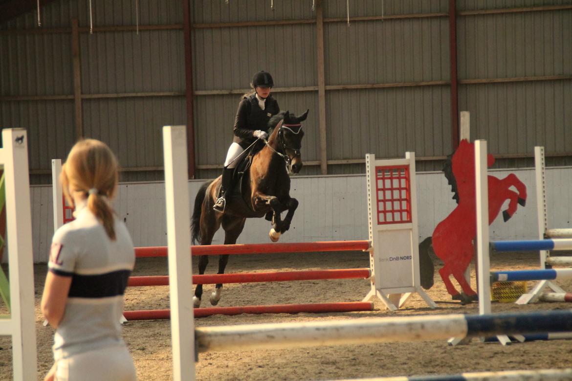 New Forest Elmholts Furore  billede 8