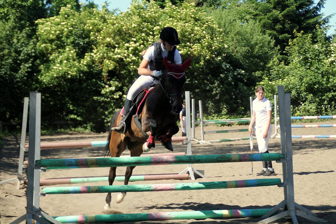 New Forest Elmholts Furore  billede 19