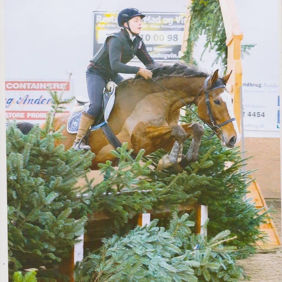 Dansk Varmblod Gade Drengen - Træning på Kallehave i Marts billede 6