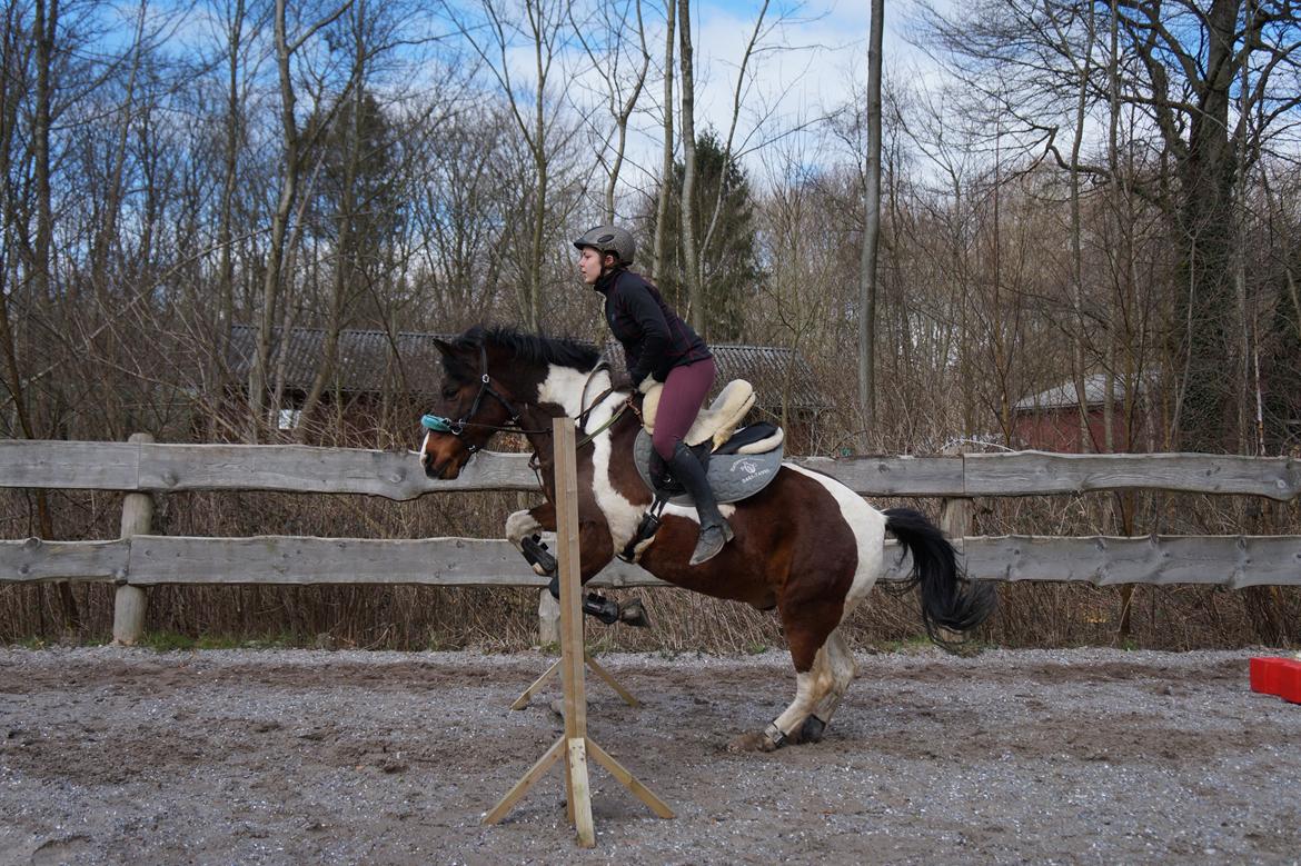 Pinto /Islænder   Futte - Første spring siden oktober :o) 2. april billede 7