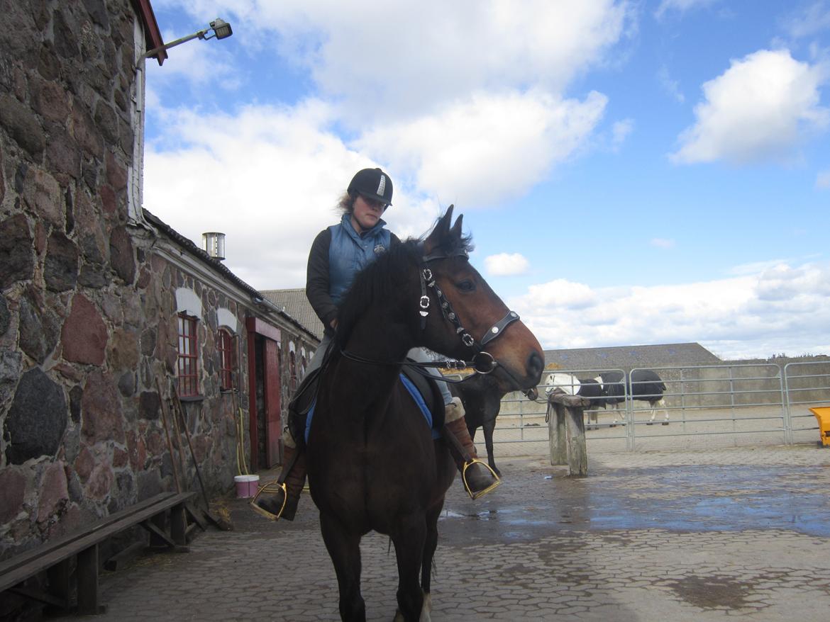 Hollandsk Varmblod Ravel billede 9