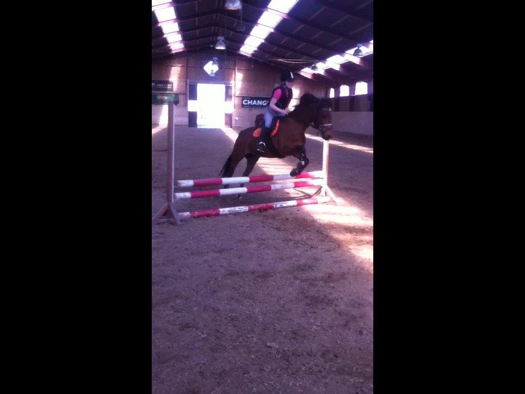 Svensk Sportspony  Ainée billede 18