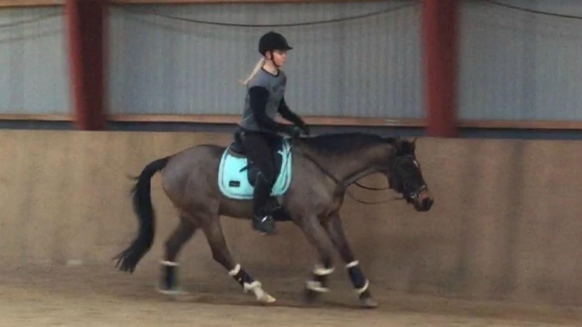 Welsh Cob (sec D) Tango - Verdens bedste Tango i en lækker afslappet galop, da vi var igang med at genopbygge alle hans muskler - især i ryg og bagpart. April 2015 billede 7