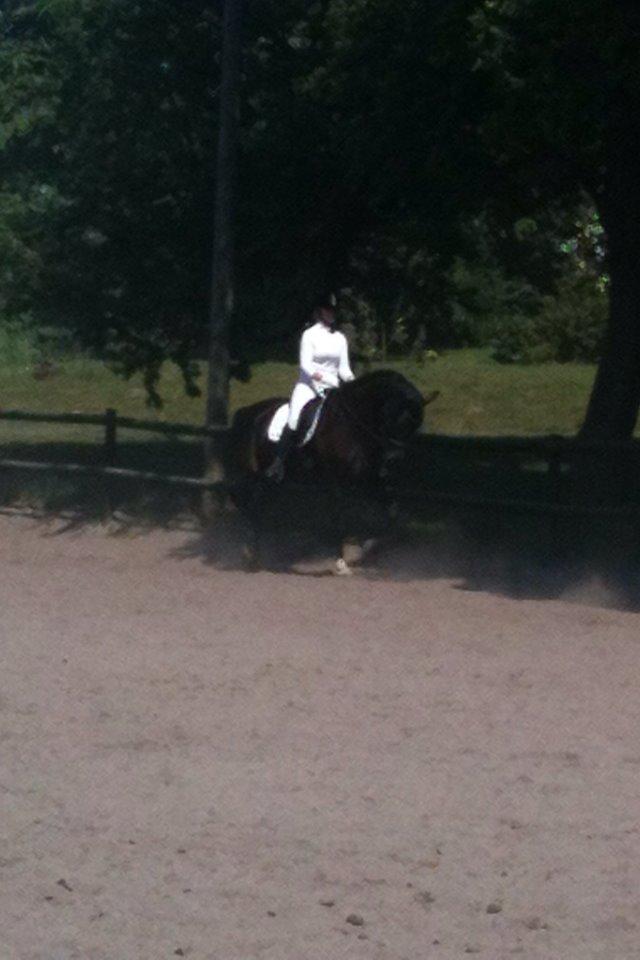 Dansk Varmblod Druebrogård's colibri billede 7