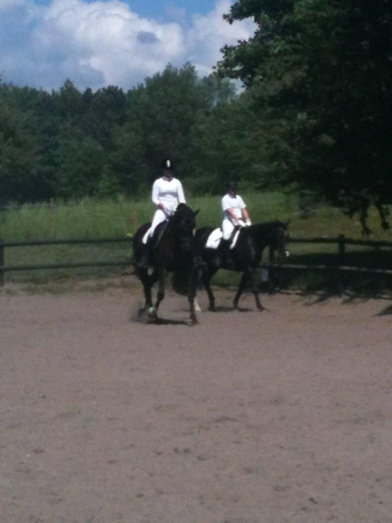 Dansk Varmblod Druebrogård's colibri billede 8