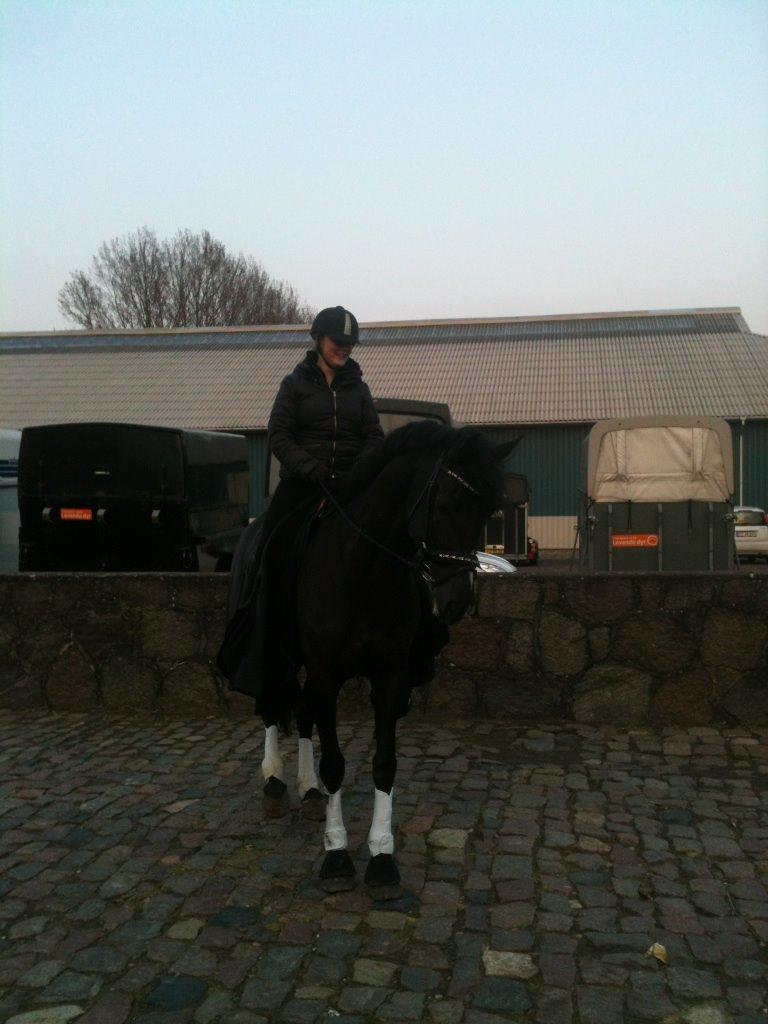 Dansk Varmblod Druebrogård's colibri billede 9