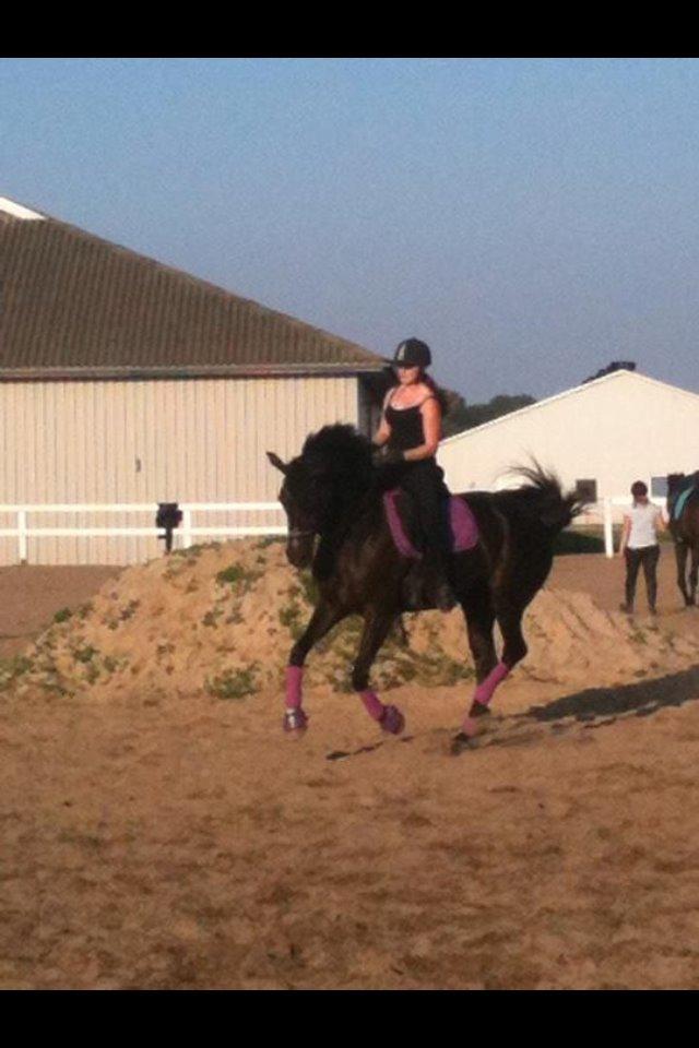 Dansk Varmblod Druebrogård's colibri billede 10