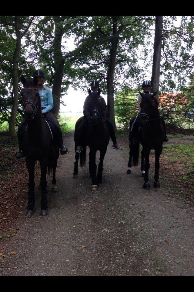 Dansk Varmblod Druebrogård's colibri billede 11