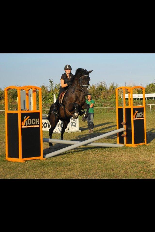 Dansk Varmblod Druebrogård's colibri billede 12