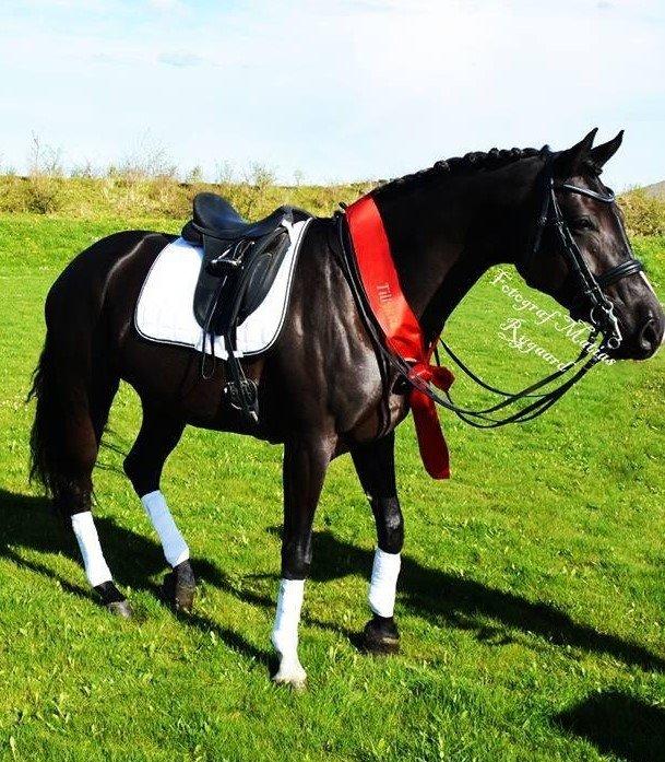 Dansk Varmblod Druebrogård's colibri billede 15