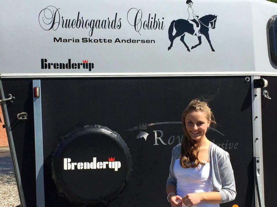 Dansk Varmblod Druebrogård's colibri billede 16