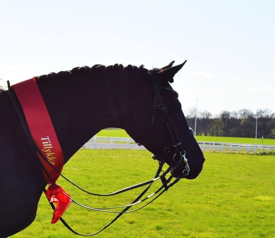 Dansk Varmblod Druebrogård's colibri billede 13