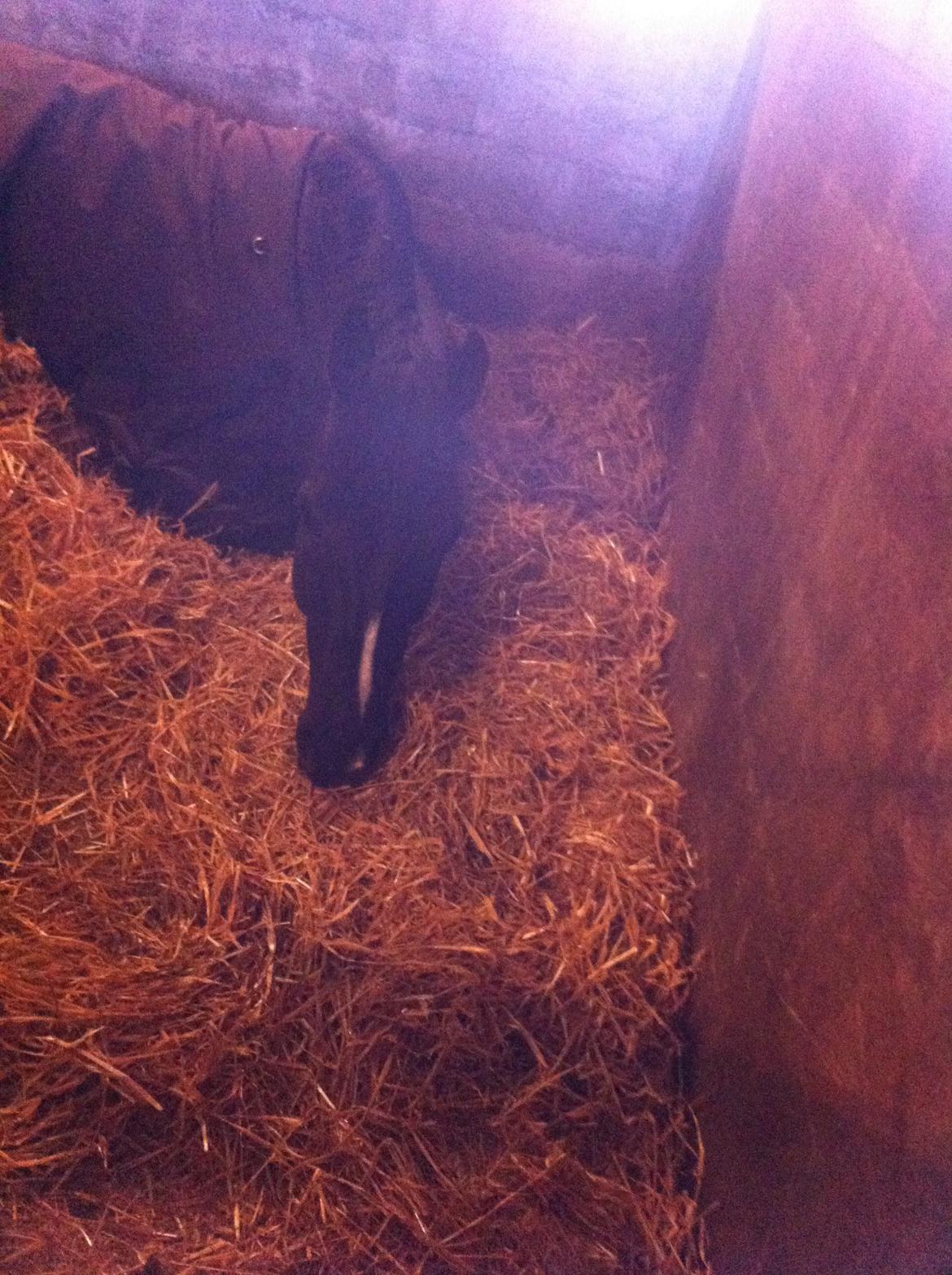 Dansk Varmblod Druebrogård's colibri billede 14