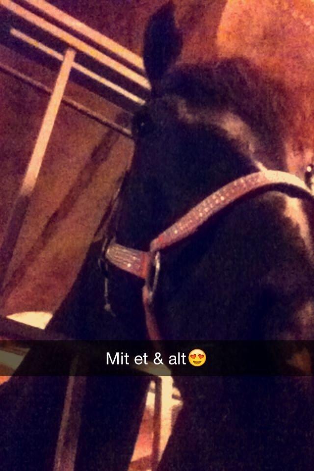 Dansk Varmblod Druebrogård's colibri billede 17