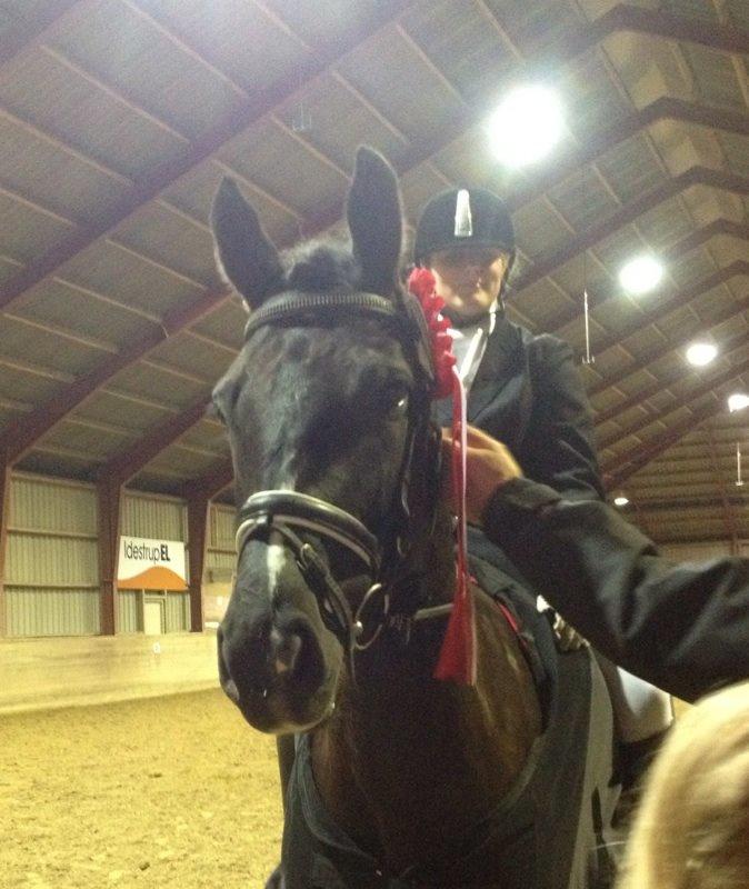 Dansk Varmblod Druebrogård's colibri billede 18