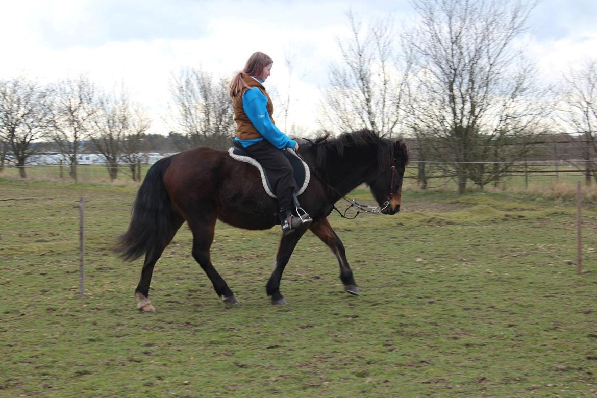 New Forest Freja billede 2