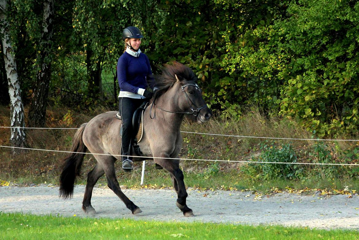 Islænder Perla fra Linå Mark billede 11
