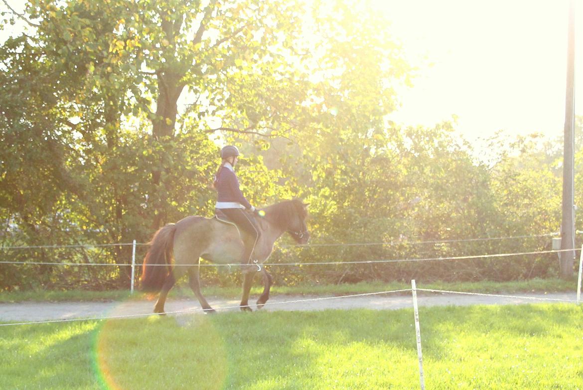 Islænder Perla fra Linå Mark billede 15