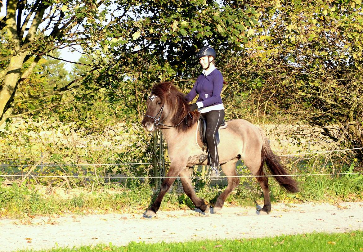 Islænder Perla fra Linå Mark billede 16