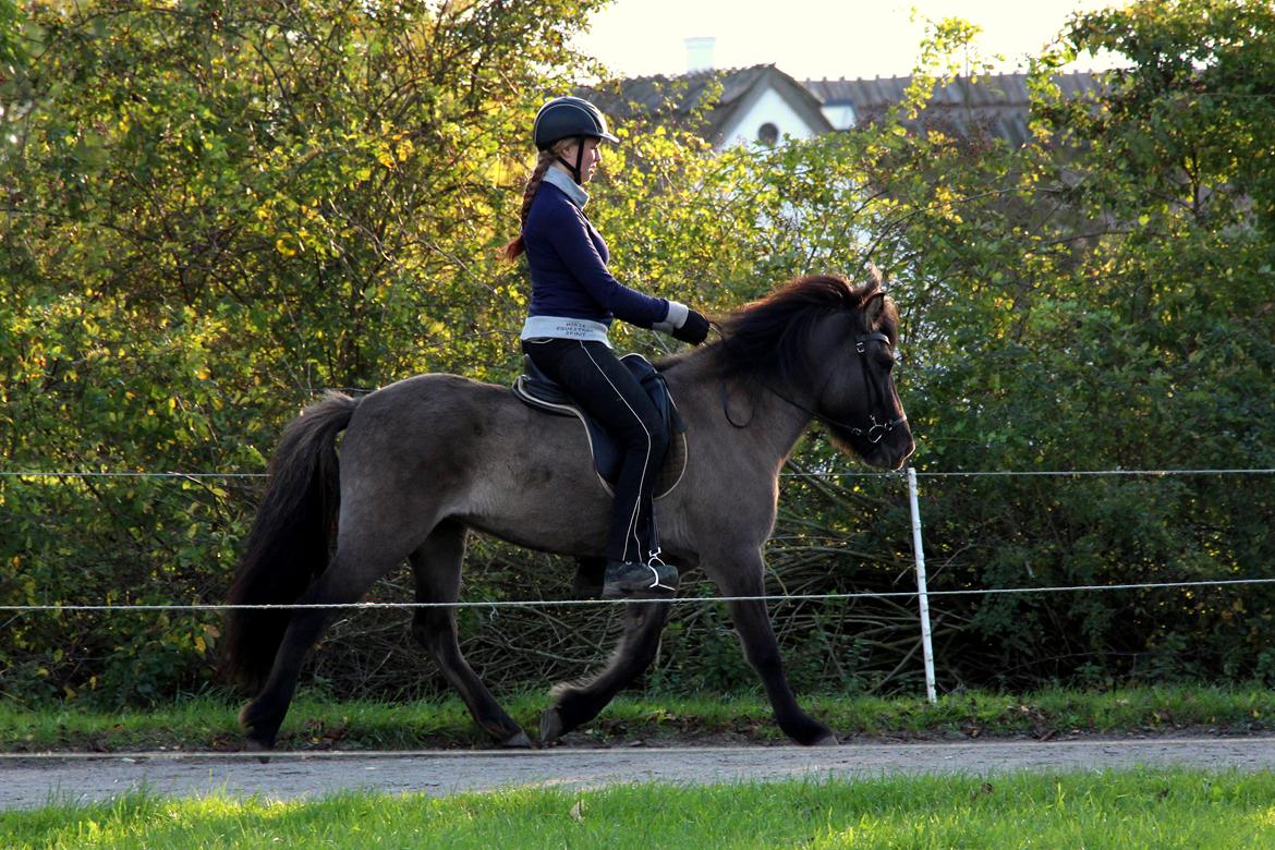 Islænder Perla fra Linå Mark billede 17