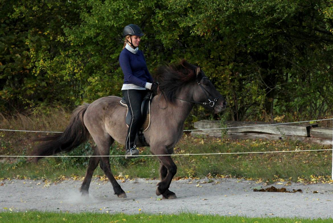 Islænder Perla fra Linå Mark billede 18