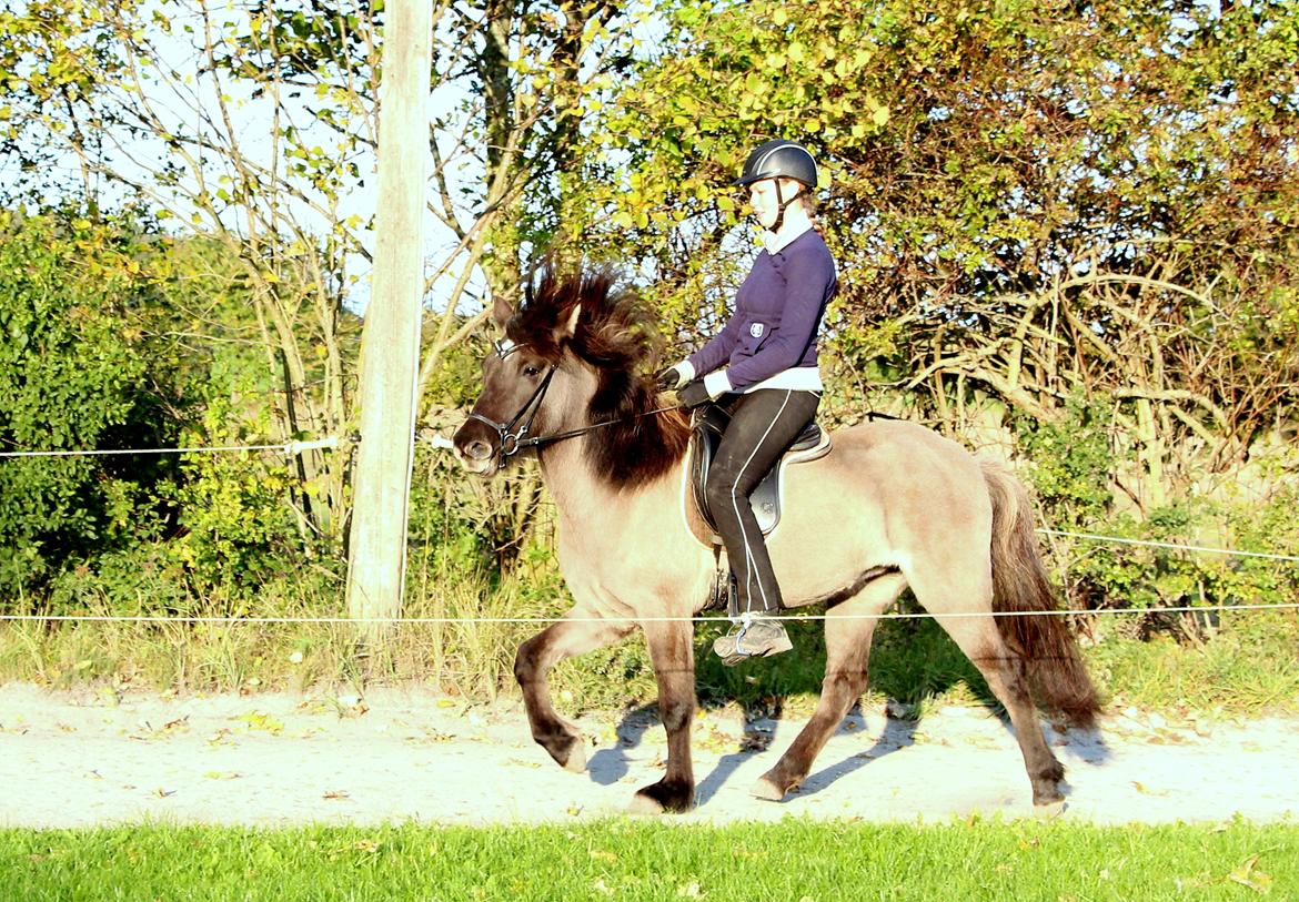 Islænder Perla fra Linå Mark billede 19