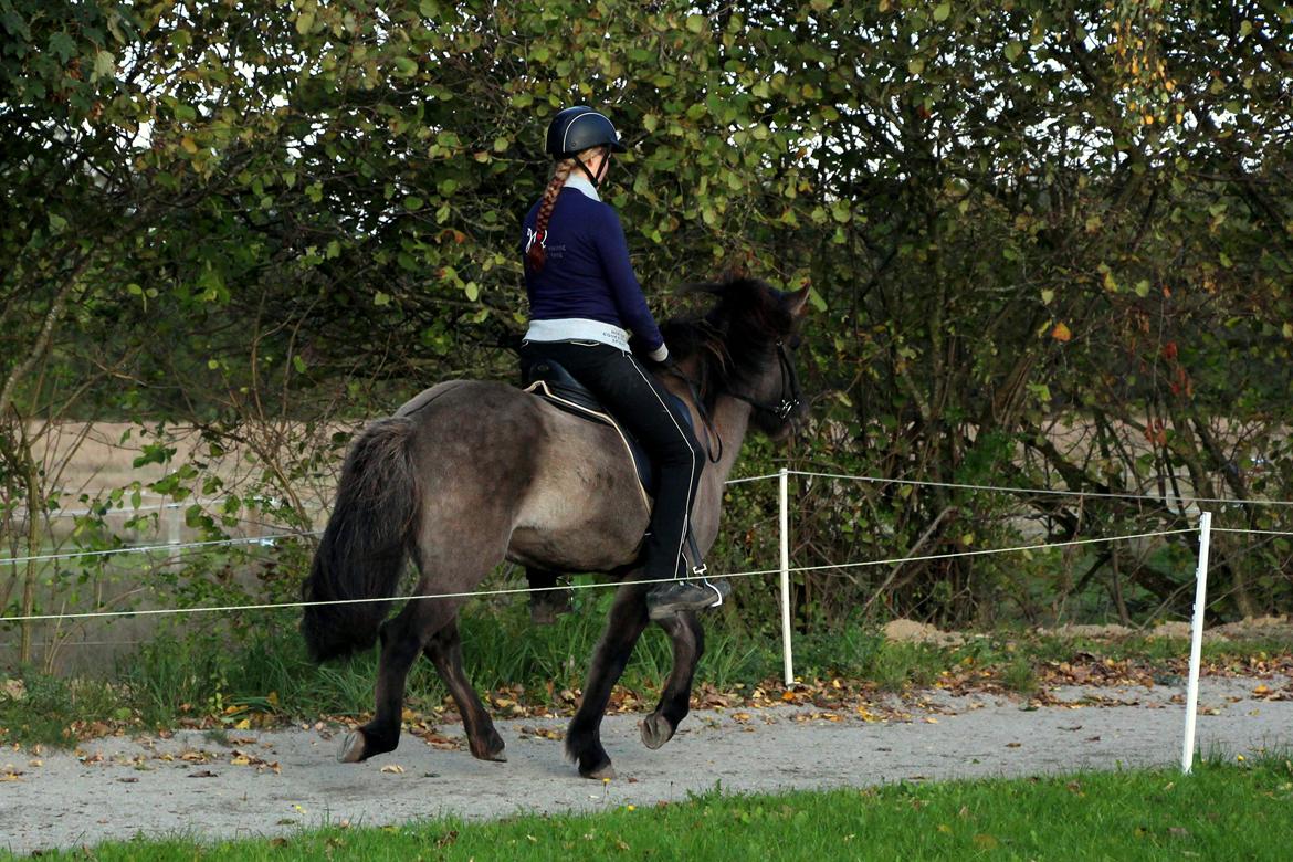 Islænder Perla fra Linå Mark billede 20