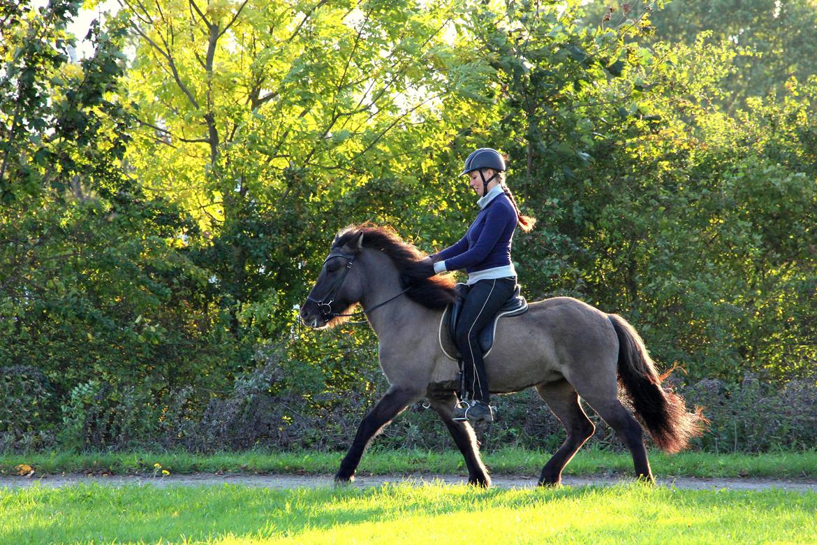 Islænder Perla fra Linå Mark billede 13
