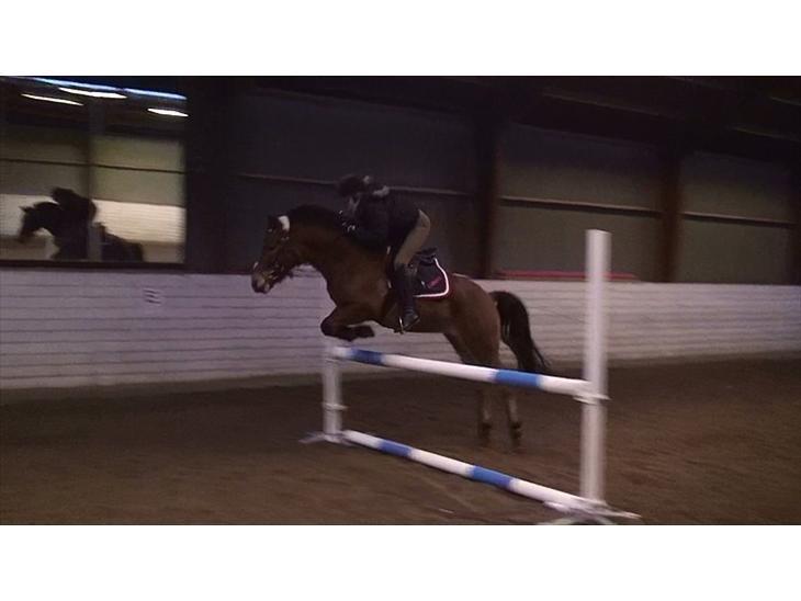 Anden særlig race Kashmir billede 7