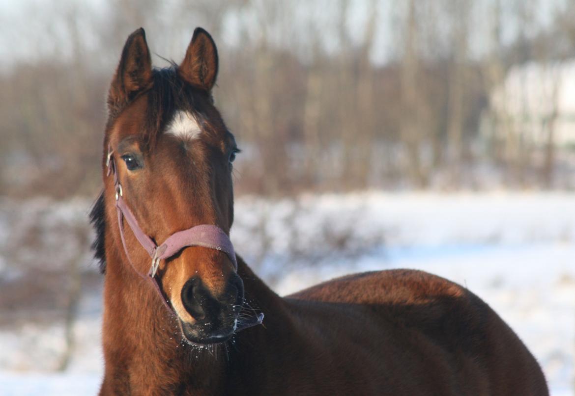 Anden særlig race Kaliffen (Givet Væk) *For Evigt Elsket <3* - Smukke Liffen i sneen :) (Januar 2010) billede 38