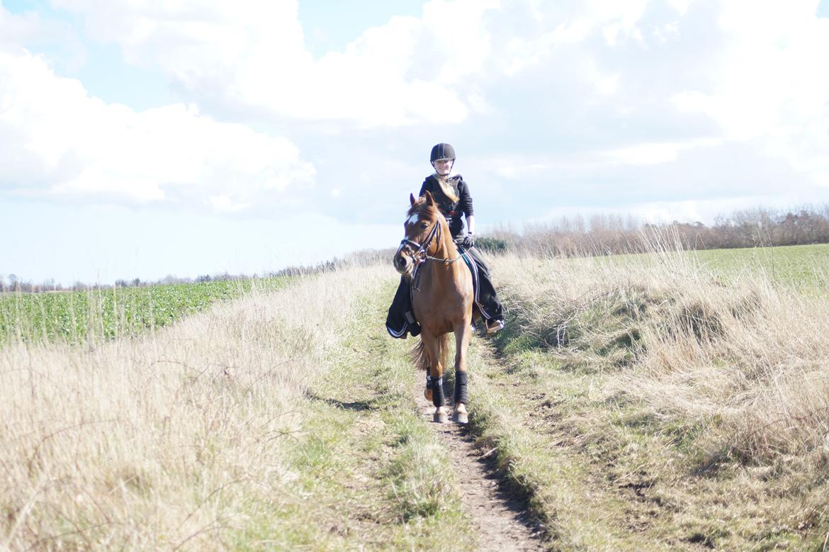 Anden særlig race Santana - Skønne Santana!<3 billede 2