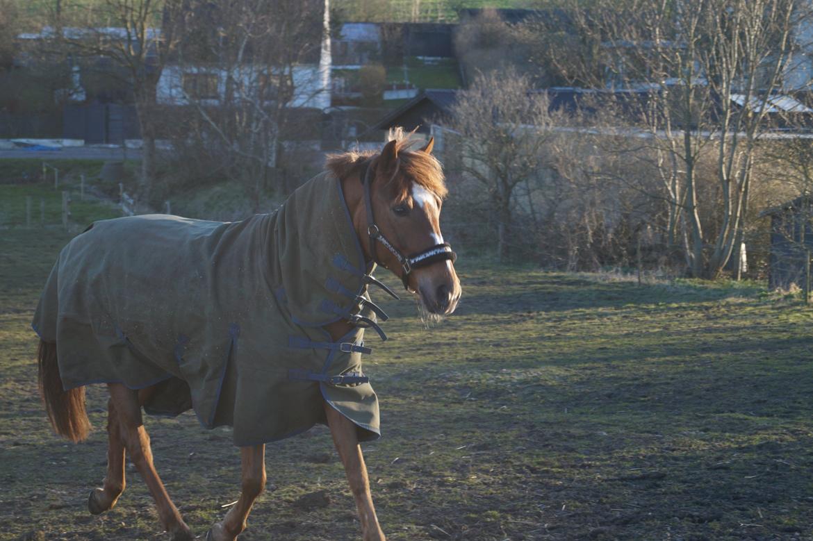 Anden særlig race Santana - Velkommen til Santana's profil! billede 1