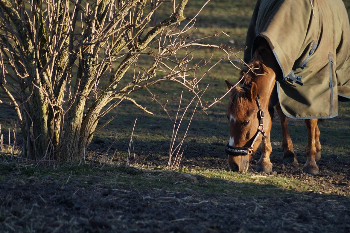 Anden særlig race Santana billede 7