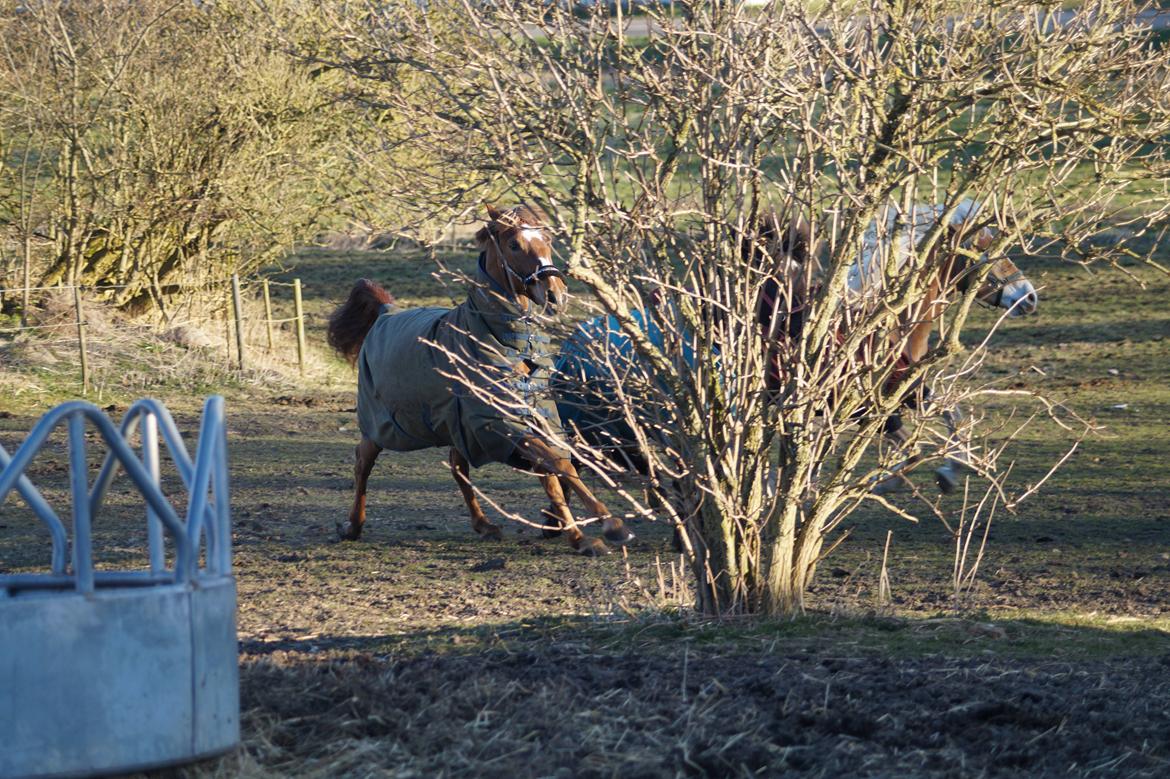 Anden særlig race Santana - Vruum! billede 8