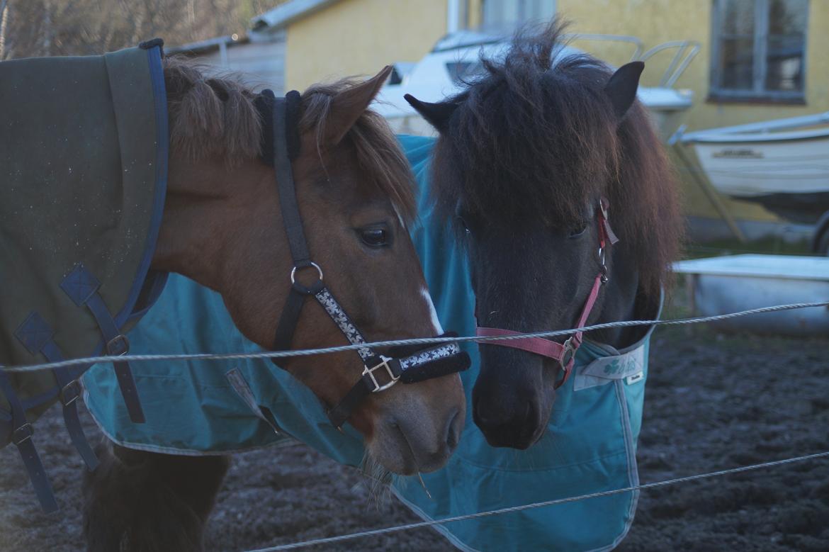 Anden særlig race Santana - Santana og Kráka billede 3