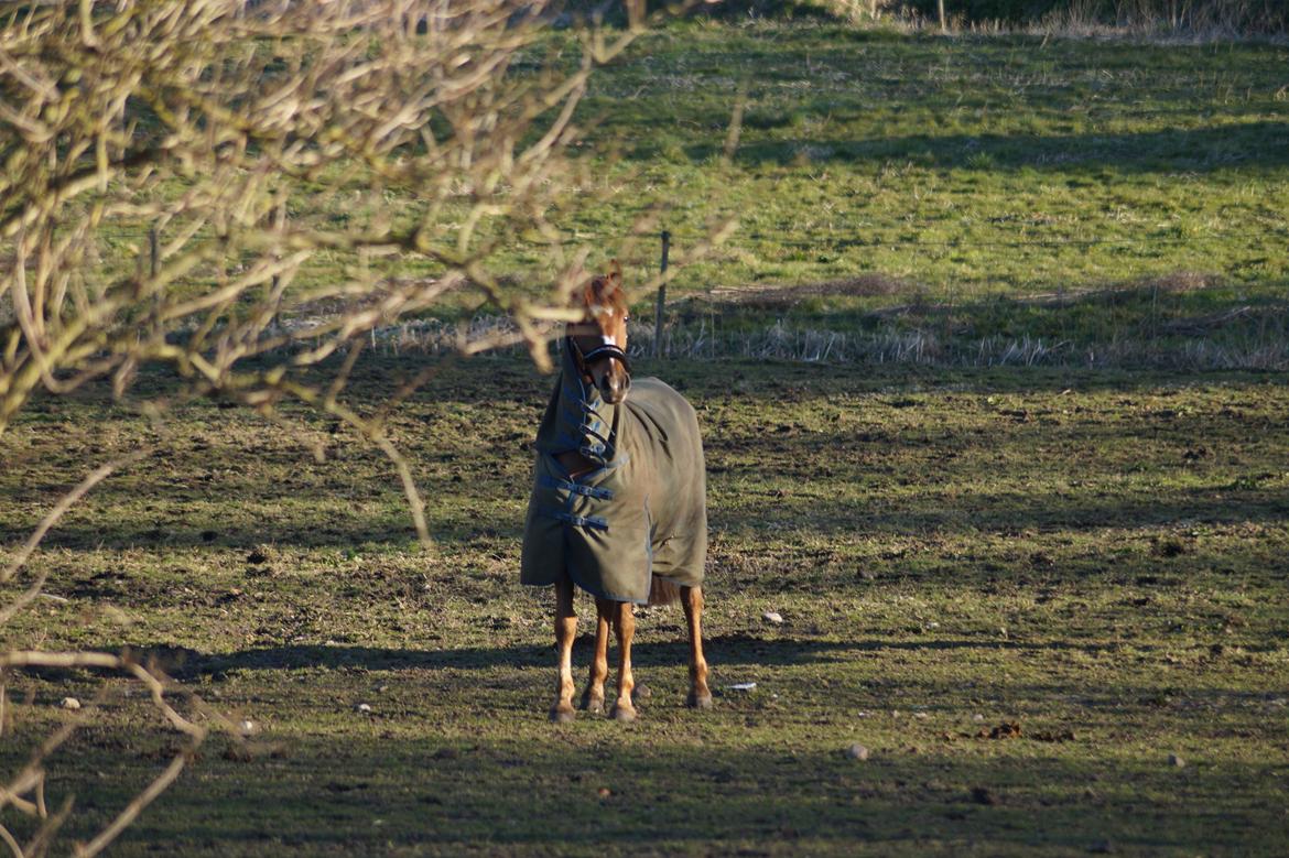 Anden særlig race Santana billede 11