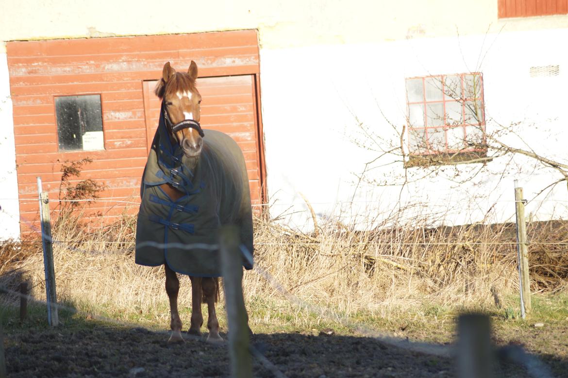 Anden særlig race Santana billede 15