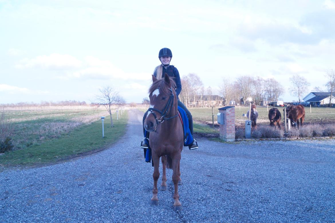 Anden særlig race Santana billede 10