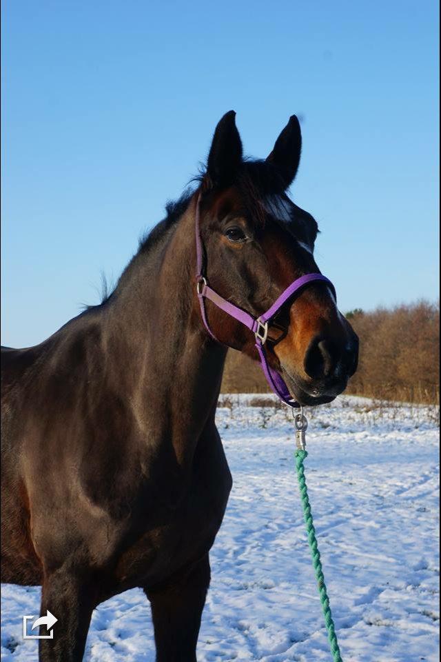 Dansk Varmblod Håbets Joy ( Himmel hest ) billede 2