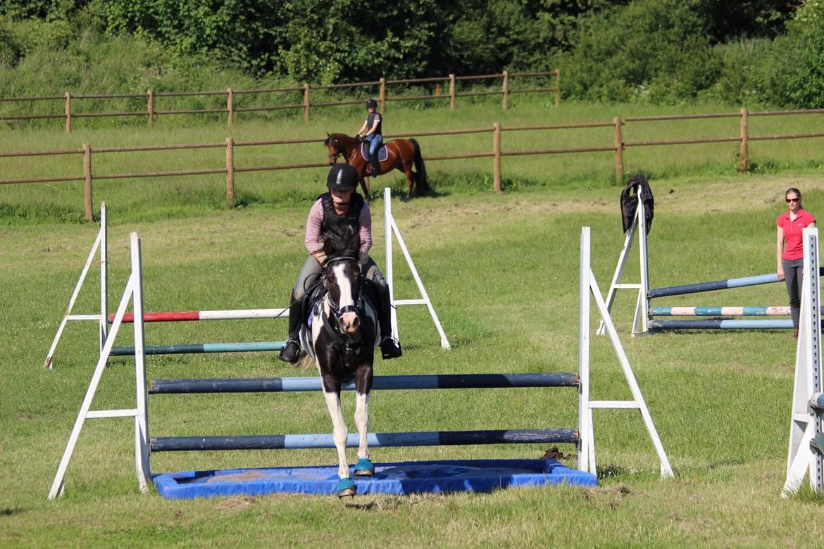 Pinto Pearl of Mississippi (Tidl pony) - Vandgrav springtræning billede 15