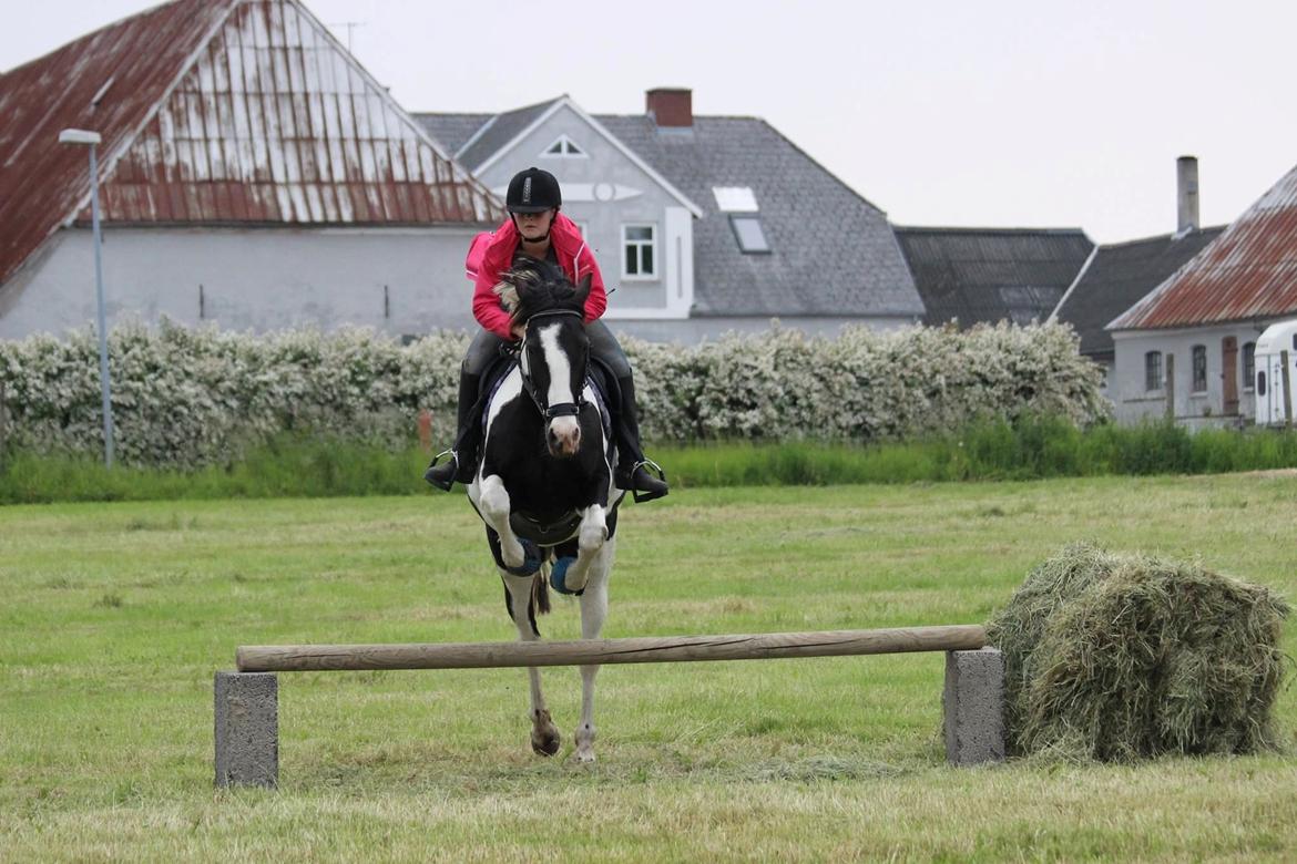 Pinto Pearl of Mississippi (Tidl pony) - Springtræning derhjemme billede 11