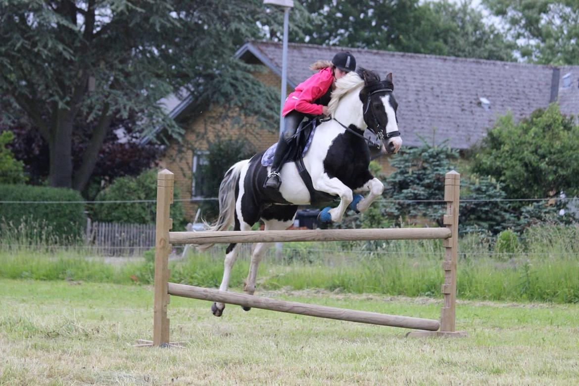 Pinto Pearl of Mississippi (Tidl pony) - 100 cm billede 10