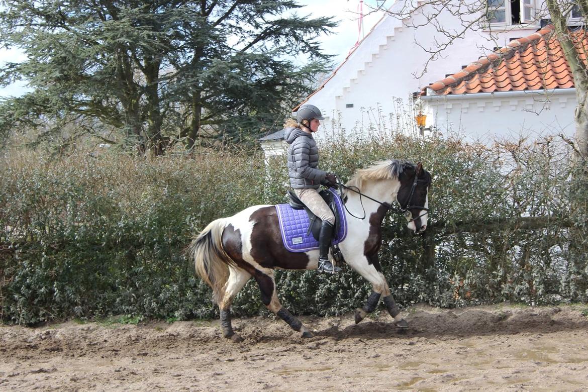 Pinto Pearl of Mississippi (Tidl pony) - Dressur 2. april 2015 billede 2