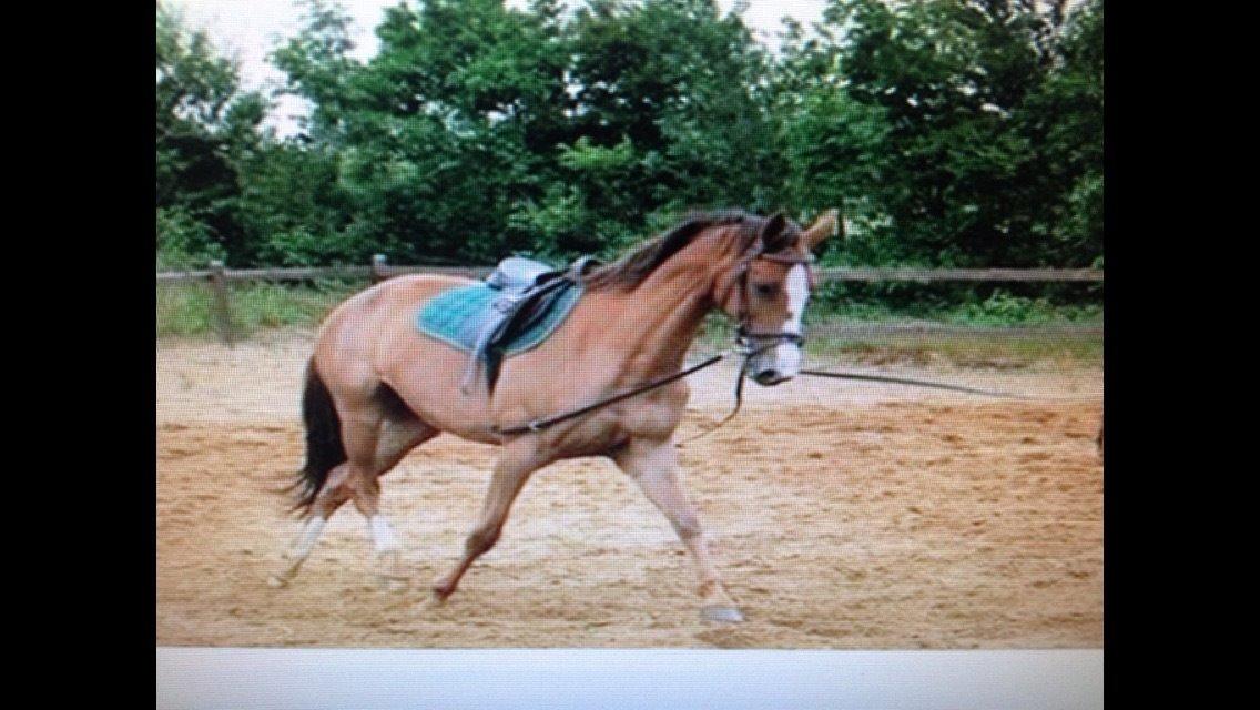 Anden særlig race Tekanze ( SENDT TILBAGE) billede 5