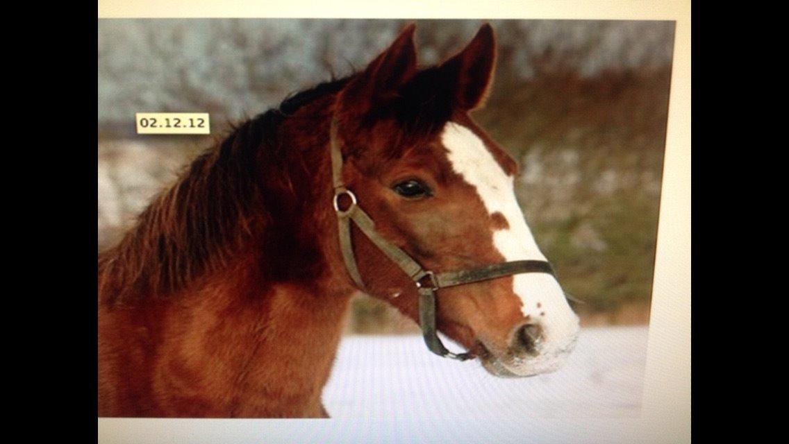 Anden særlig race Tekanze ( SENDT TILBAGE) billede 6