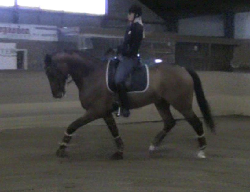 Dansk Varmblod Kjeldgårdens Temtus billede 15