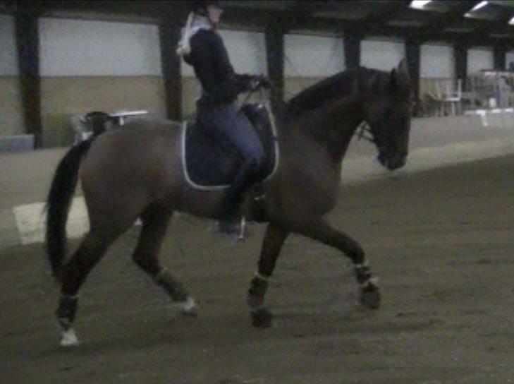 Dansk Varmblod Kjeldgårdens Temtus billede 5