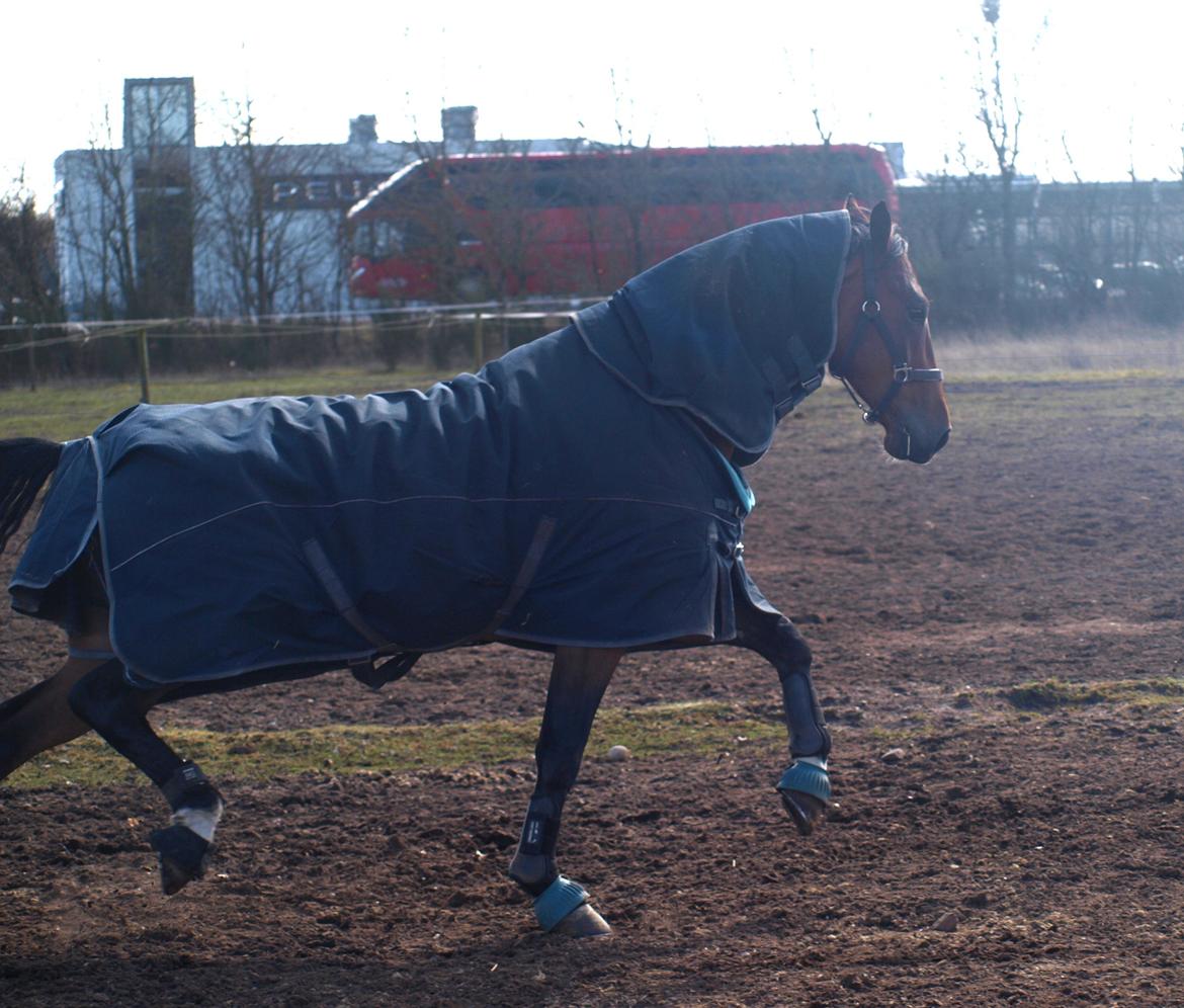 Dansk Varmblod Kjeldgårdens Temtus billede 20