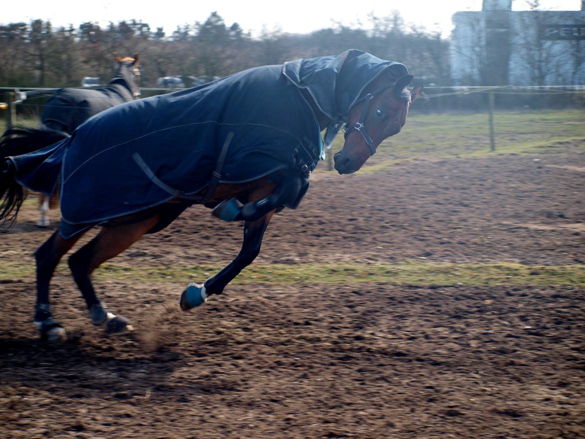 Dansk Varmblod Kjeldgårdens Temtus billede 14