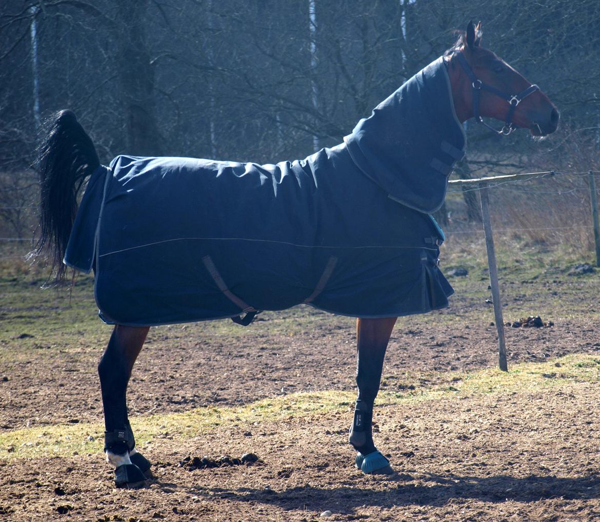 Dansk Varmblod Kjeldgårdens Temtus billede 17